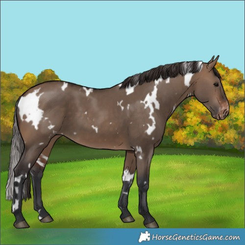 Horse Color:White Spotted Brown Dun Varnish 