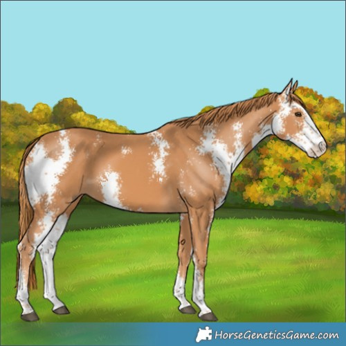 Horse Color:Chestnut Sabino
