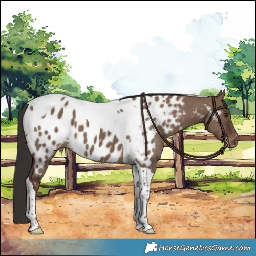 Horse Color:Liver Red Dun Tobiano Blanket
