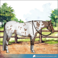 Horse Color:White Spotted Liver Red Dun Blanket