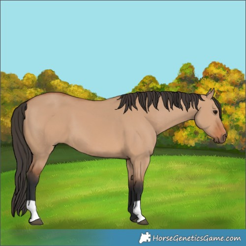 Horse Color:Bay Dun 