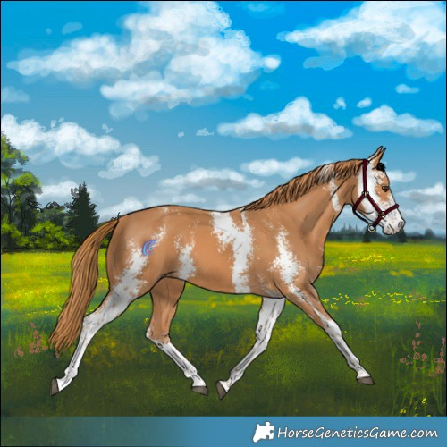 Horse Color:Chestnut Sabino