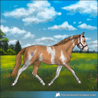 Horse Color:Chestnut Sabino 