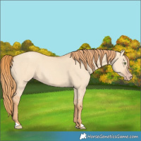 Horse Color:Gold Champagne Dun 