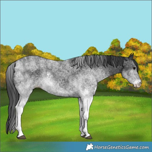Horse Color:White Spotted Black