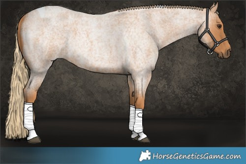 Horse Color:Red Roan Tobiano 