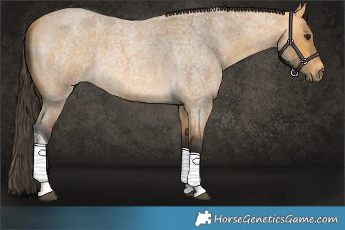Horse Color:Buckskin Roan Tobiano 