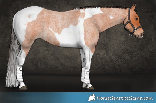 Horse Color:Bay Roan Tobiano 