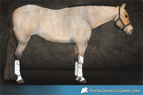 Horse Color:Buckskin Roan Tobiano 