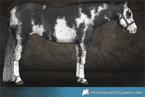 Horse Color:Black Sabino 