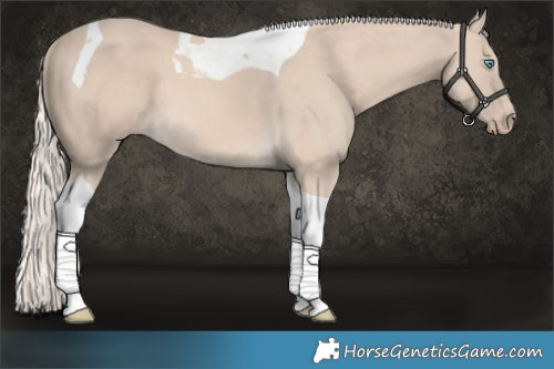 Horse Color:Cremello Tobiano 