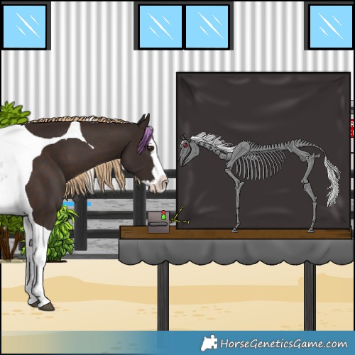 Horse Color:Liver Chestnut Splash Tobiano 
