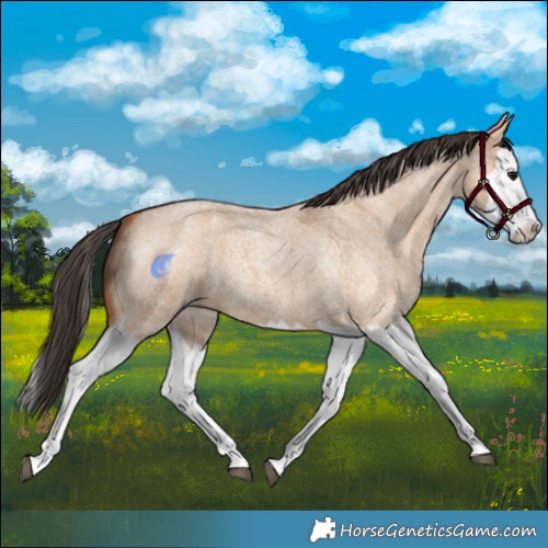 Horse Color:Bay Roan Dun Splash 