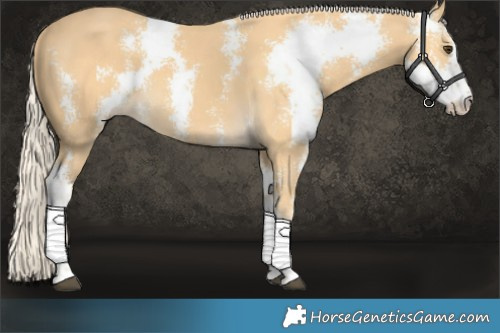 Horse Color:Palomino Sabino