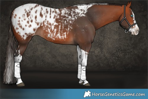 Horse Color:Bay Splash Tobiano Appaloosa and Bay Splash Tobiano Appaloosa