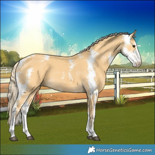 Horse Color:Palomino Sabino