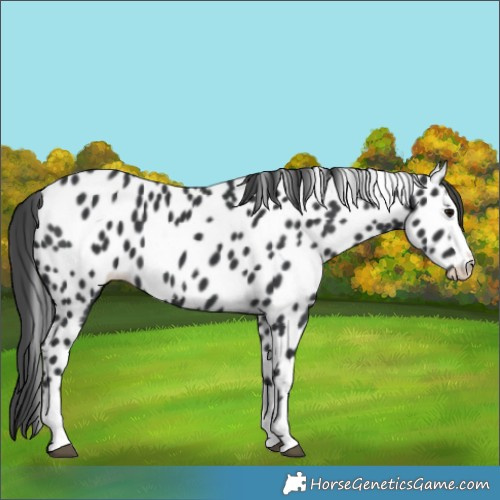 Horse Color:Black Splash Appaloosa 