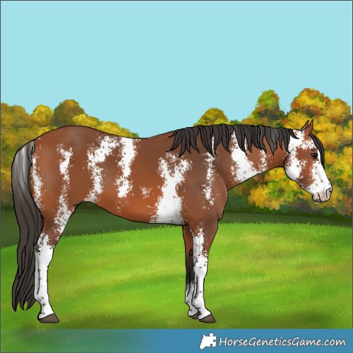 Horse Color:Bay Sabino