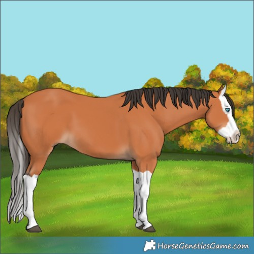 Horse Color:Bay Splash 