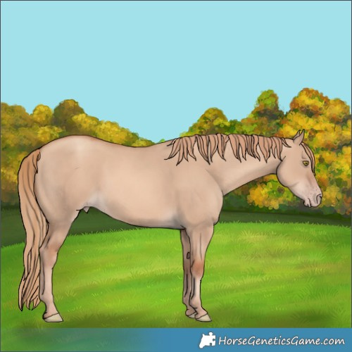 Horse Color:Gold Champagne Dun 