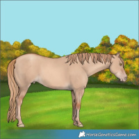 Horse Color:Gold Champagne Dun 