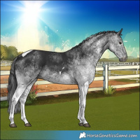 Horse Color:Gray White Spotted Smoky Black Tobiano