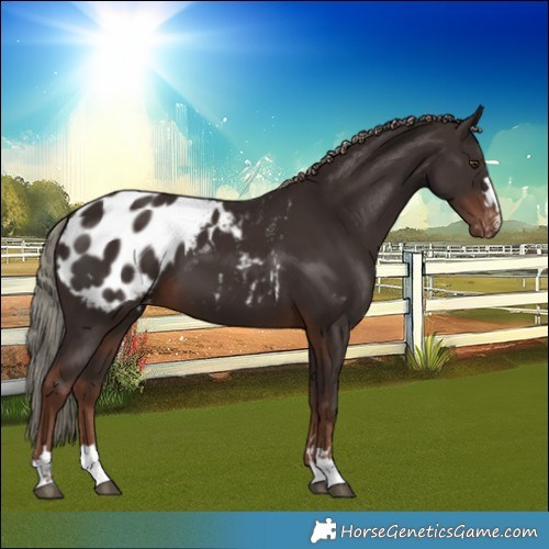 Horse Color:Liver Chestnut Blanket