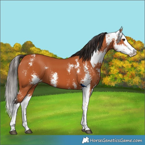 Horse Color:Bay Sabino Splash 