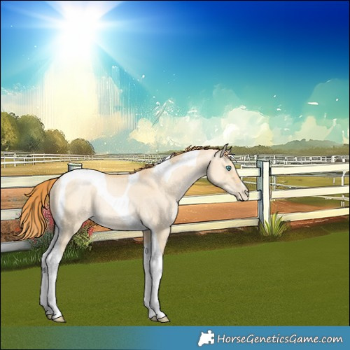 Horse Color:Buckskin Pearl Dun Tobiano Rabicano