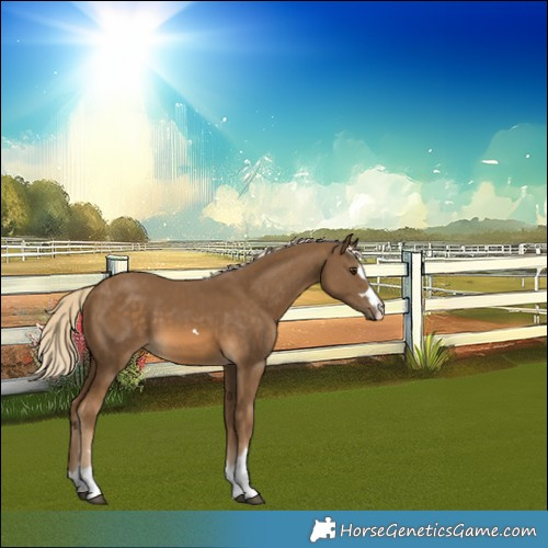 Horse Color:Chocolate Palomino