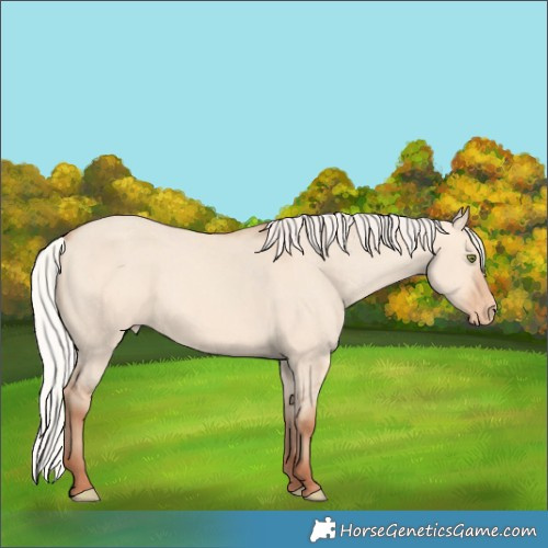 Horse Color:Silver Amber Champagne Dun Skewed LP Spotted 
