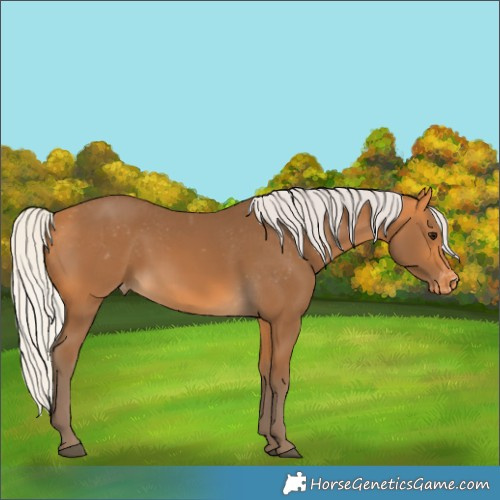 Horse Color:Silver Buckskin Skewed LP Spotted