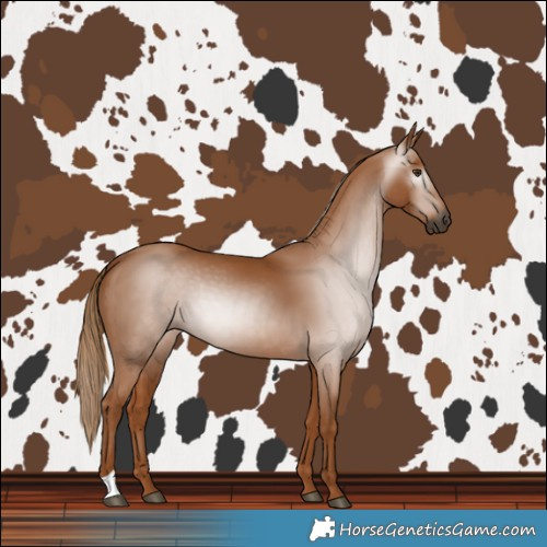 Horse Color:Gray Chestnut
