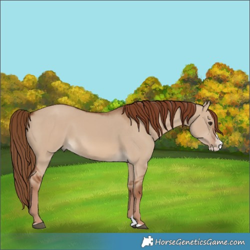 Horse Color:Red Dun Splash