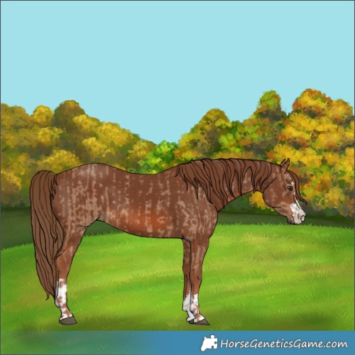 Horse Color:Red Dun  and Chestnut 