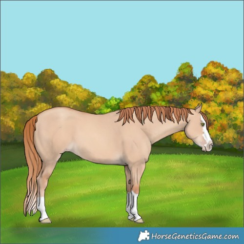Horse Color:Gold Champagne Dun Splash 