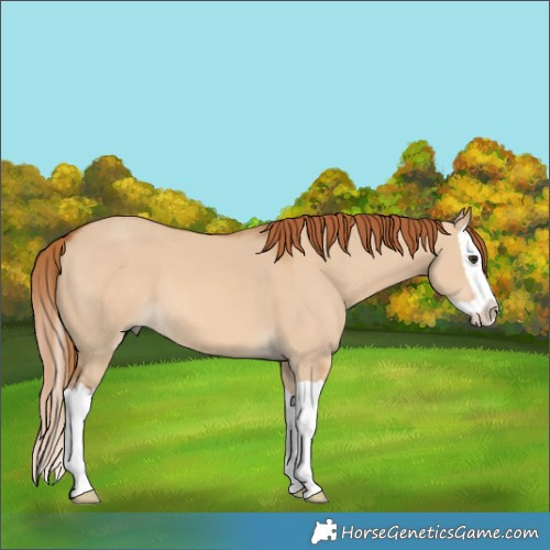 Horse Color:Red Dun Splash 