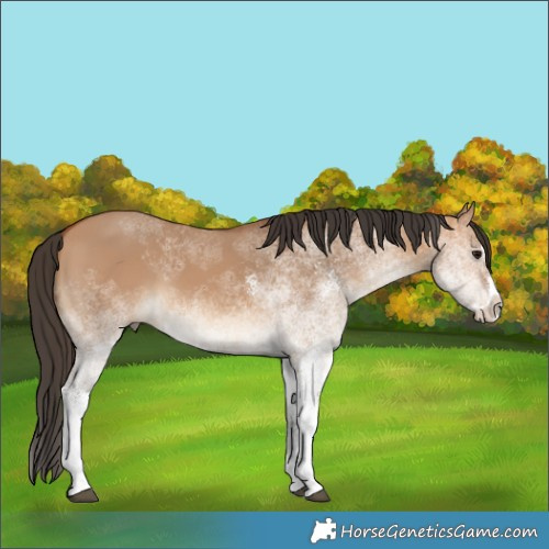 Horse Color:White Spotted Bay Dun Splash