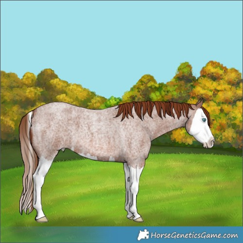 Horse Color:Red Roan Splash 