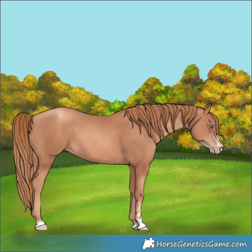 Horse Color:Gold Champagne