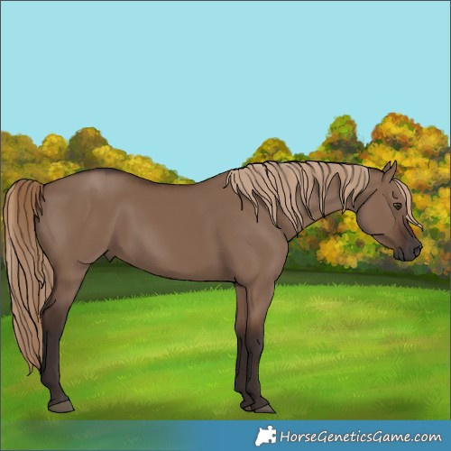 Horse Color:Liver Red Dun