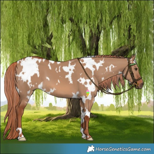 Horse Color:White Spotted Red Dun