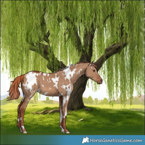 Horse Color:White Spotted Red Dun 