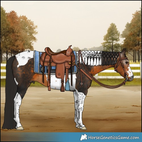 Horse Color:Gray Buckskin Tobiano 