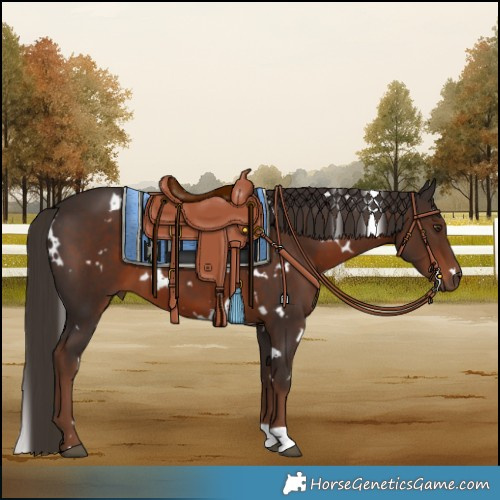 Horse Color:White Spotted Liver Chestnut