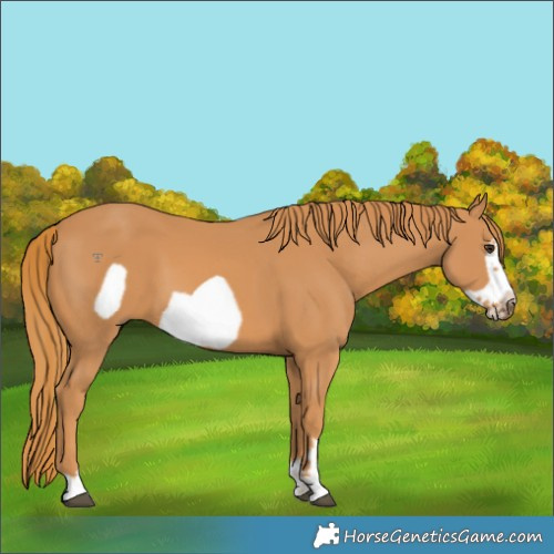 Horse Color:Chestnut Frame