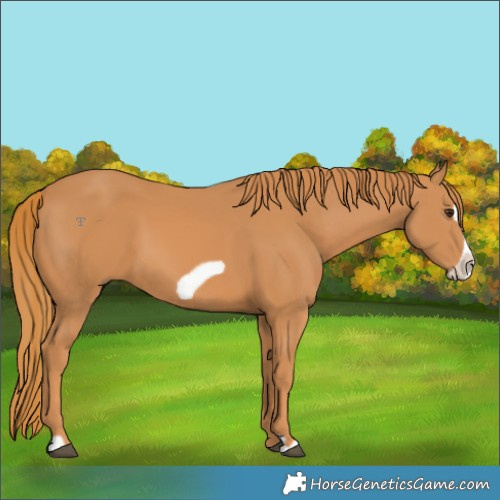 Horse Color:Chestnut Frame