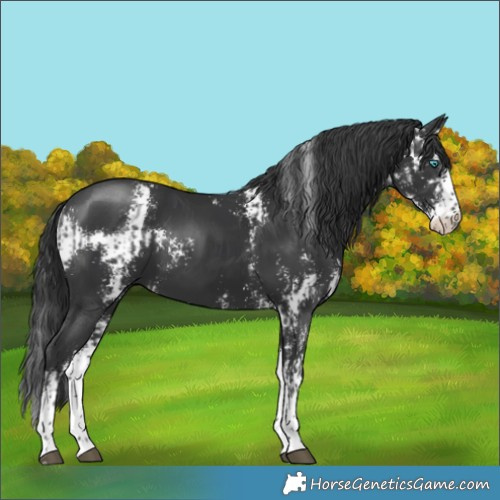 Horse Color:Black Splash  and Black Sabino 