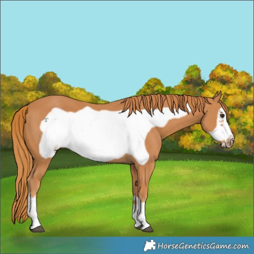 Horse Color:Chestnut Frame