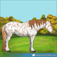 Horse Color:Chestnut Near Leopard